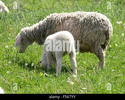 Eine Nahaufnahme von einer Schafherde grasen auf einer Wiese. Stockfoto