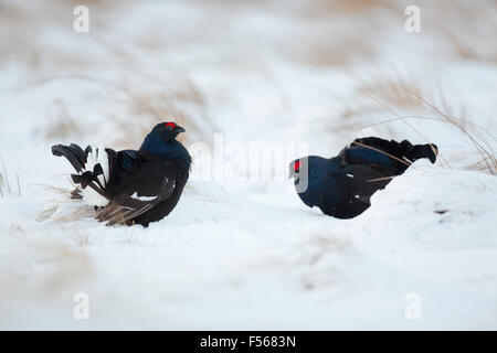 Birkhuhn; At-Tetrix zwei Männchen; Lekking im Schnee; Schottland; UK Stockfoto