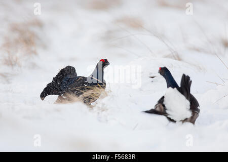 Birkhuhn; At-Tetrix zwei Männchen; Lekking im Schnee; Schottland; UK Stockfoto