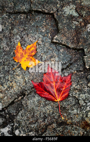 Rote und gelbe Ahornblätter auf Stein; Konzept des Herbstes, Neuengland im Herbst; New Hampshire USA Stockfoto