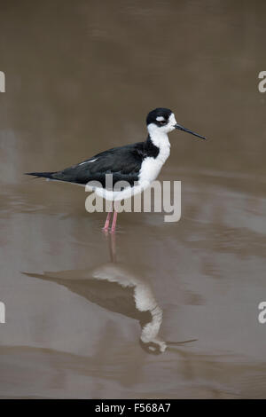 Schwarz geflügelte Stelzenläufer; Himantopus Himantopus Single im Wasser; Devon; UK Stockfoto