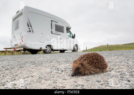 Igel; Erinaceus Europaeus Single mit Wohnmobil; Schreien; Shetland; UK Stockfoto