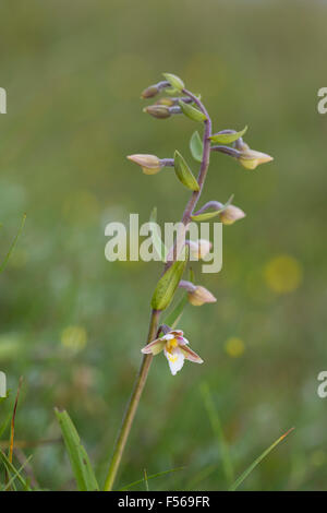 Marsh Helleborine; Epipactis Palustris Blume; Northumberland; UK Stockfoto