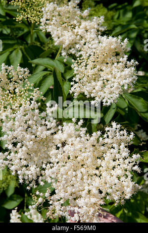 Älteren weißen Blüten Nahaufnahme, Sambucus Nigra medizinische Strauch Pflanzen in der Familie Adoxaceae, Laubbaum Blüte... Stockfoto