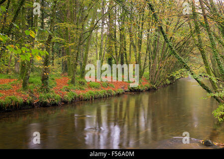 Fluss Camel; Schale Holz Bodmin; Cornwall; UK Stockfoto