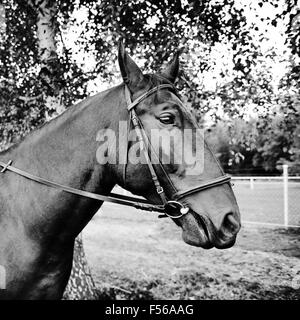 Pferd in Zaum Porträt des Tieres in schwarzen und weißen Ton, ein Tier in quadratischen Ausrichtung niemand Rechte verwaltet. Stockfoto