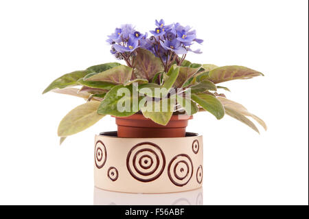 African Violet Saintpaulia Ionantha Blüte lila, Pflanzen in der Gesneriengewächse Familie, African Violet Haushalt blühende Pflanze Stockfoto