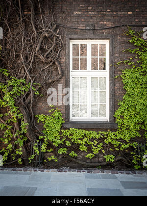 Schöner grüner Baum um kleine Fenster im Altbau. Krakau, Polen, Europa. Stockfoto