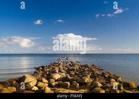 Schwäne, Kormorane und Möwen an der Küste der Ostsee, Insel Rügen, Deutschland Stockfoto