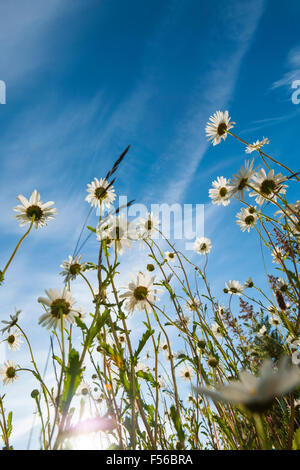 Daisy unter Stockfoto