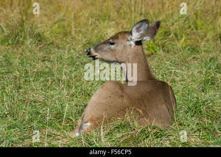 Ein weiß - angebundene Rotwild Stockfoto