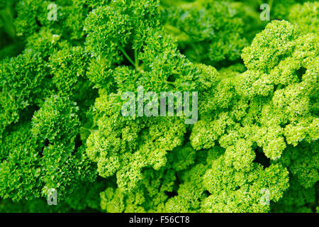 Petersilie wächst im Garten (Petroselinum Crispum) Stockfoto