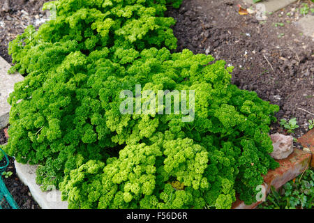 Petersilie wächst im Garten (Petroselinum Crispum) Stockfoto