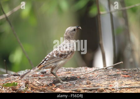 Großen Laubenvogel (Chlamydera Nuchalis) in Australien Stockfoto