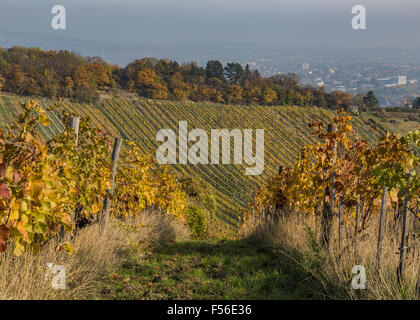 Bunte Blätter auf den Weinberg Plantagen in Österreich im Herbst. Hügel in der Ferne zu sehen Stockfoto