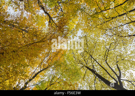 Herbst Baumkronen in einem Wald in Österreich. Es gibt Platz für Text. Stockfoto