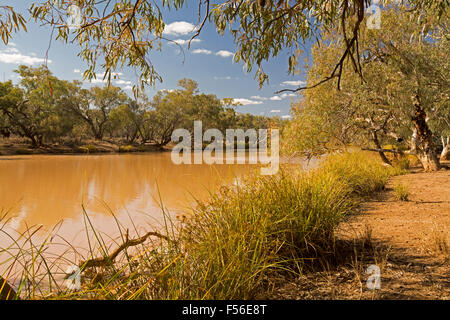 Paroo River, permanente Binnenschifffahrt im Schatten von großen Eukalyptusbäumen im Currawinya National Park in Outback Queensland Australien Stockfoto