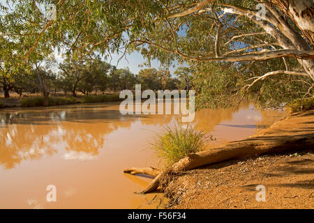 Paroo River, permanente Binnenschifffahrt im Schatten von großen Eukalyptusbäumen im Currawinya National Park in Outback Queensland Australien Stockfoto