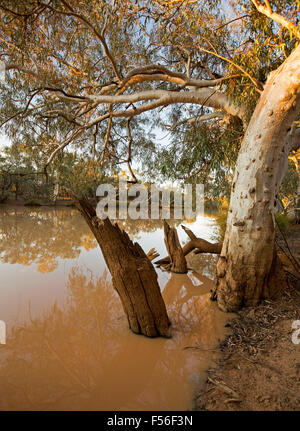 Paroo River, permanente Binnenschifffahrt im Schatten von großen Eukalyptusbäumen im Currawinya National Park in Outback Queensland Australien Stockfoto