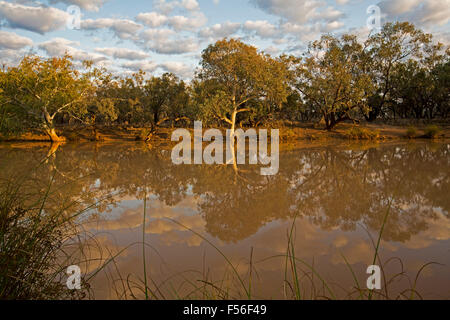 Paroo River mit native Eukalyptusbäumen und blauem Himmel spiegelt sich in ruhigem Wasser im Currawinya National Park, outback Queensland Australien Stockfoto