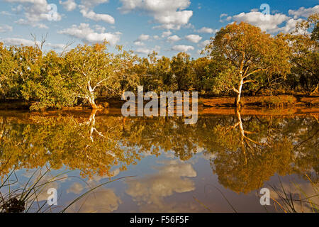 Paroo River mit native Eukalyptusbäumen und blauem Himmel spiegelt sich in ruhigem Wasser im Currawinya National Park, outback Queensland Australien Stockfoto