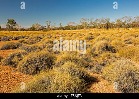 Farbenfrohe australische Outback-Landschaft mit goldenen Spinifex Grass weitläufige über Ebenen bis hin zu fernen Wäldern unter blauem Himmel, Stockfoto