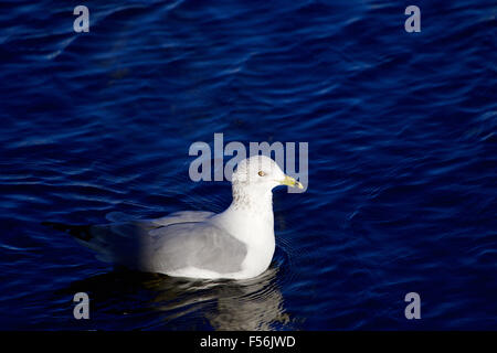 Schöne Möwe bewegt sich aus Schatten im See Stockfoto