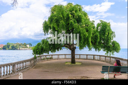 Eine Frau schaut vorbei ein schöner Baum zur Isola Bella am Lago Maggiore. Lombardei und Piemont, Italien. Stockfoto