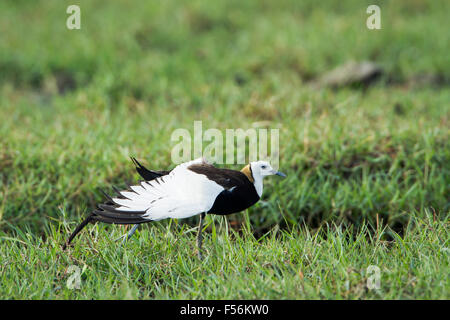 Fasan-tailed Jacana Specie Hydrophasianus chirurgus Stockfoto