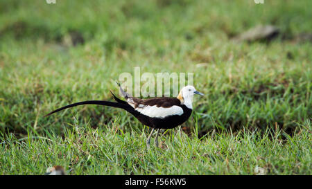 Fasan-tailed Jacana Specie Hydrophasianus chirurgus Stockfoto