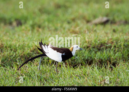 Fasan-tailed Jacana Specie Hydrophasianus chirurgus Stockfoto