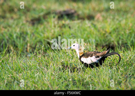 Fasan-tailed Jacana Specie Hydrophasianus chirurgus Stockfoto