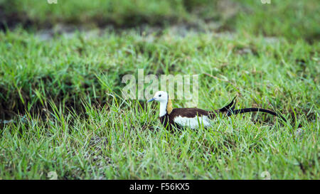 Fasan-tailed Jacana Specie Hydrophasianus chirurgus Stockfoto