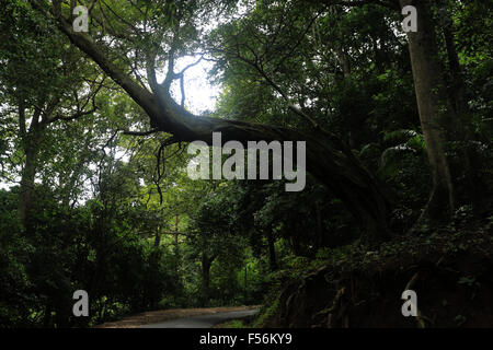 großer Baum und die Forststraße Stockfoto
