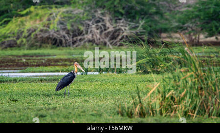 Geringerem Adjutant Specie Leptoptilos javanicus Stockfoto