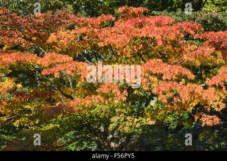 Acer Japonicum Baum im Herbst. Stockfoto