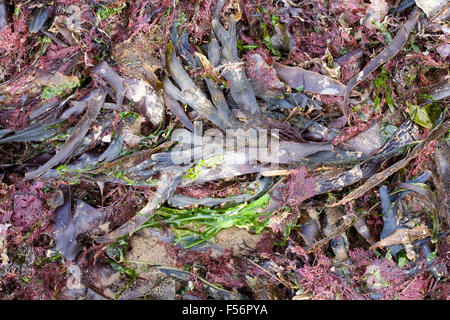 Algen an den Strand nach einem Sturm gewaschen. Stockfoto