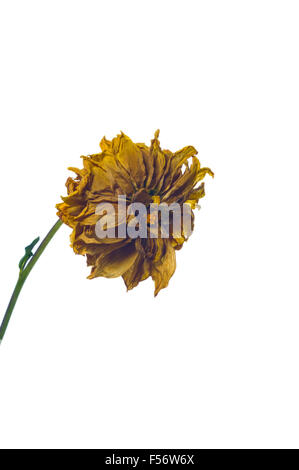 Eine verblasste Dahlia Blume, isoliert auf einem weißen Hintergrund. Stockfoto