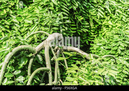 Der Park ist wie ein botanischer Garten und es gibt viele Pflanzen Stockfoto