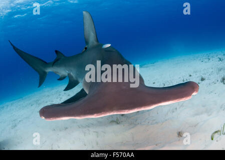 Großer Hammerhai, Sphyrna Mokarran, Bimini, Bahamas, Karibik, Atlantik Stockfoto