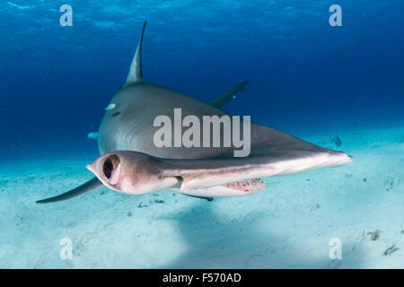 Großer Hammerhai, Sphyrna Mokarran, Bimini, Bahamas, Karibik, Atlantik Stockfoto