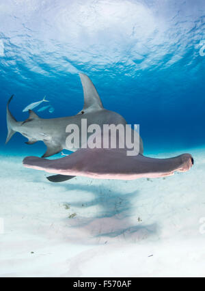 Großer Hammerhai, Sphyrna Mokarran, Bimini, Bahamas, Karibik, Atlantik Stockfoto