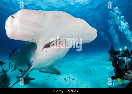 Großer Hammerhai, Sphyrna Mokarran, Bimini, Bahamas, Karibik, Atlantik Stockfoto