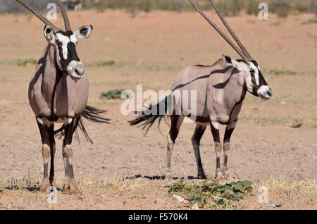 Spießböcke (Oryx Gazella), stehend auf trockenen Boden, Kgalagadi Transfrontier Park, Northern Cape, Südafrika, Afrika Stockfoto