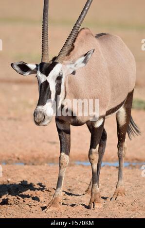 Oryx (Oryx Gazella), stehen am Wasserloch, Kgalagadi Transfrontier Park, Northern Cape, Südafrika, Afrika Stockfoto