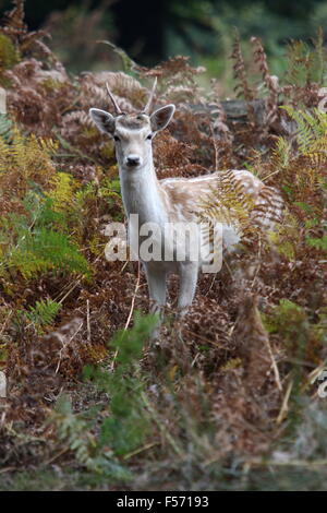 Jungen Damhirsch (Dama Dama) Bock im Bracken an Knole Park, Kent Stockfoto