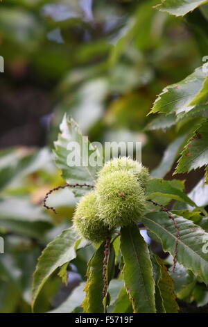 Früchte der Edelkastanie (Castanea Sativa) Stockfoto