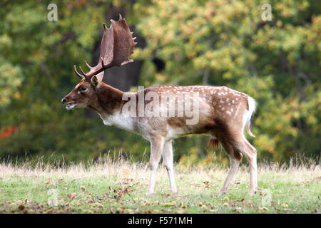 Hirsch, Wandern im Herbst in Knole Park, Kent Stockfoto