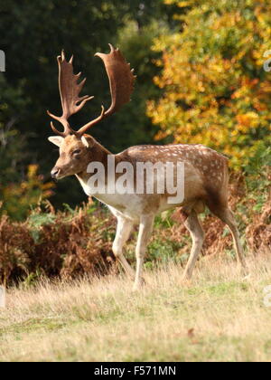 Hirsch, Wandern im Herbst in Knole Park, Kent Stockfoto