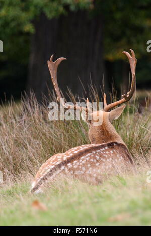 Hirsch liegend an Knole Park, Kent Stockfoto